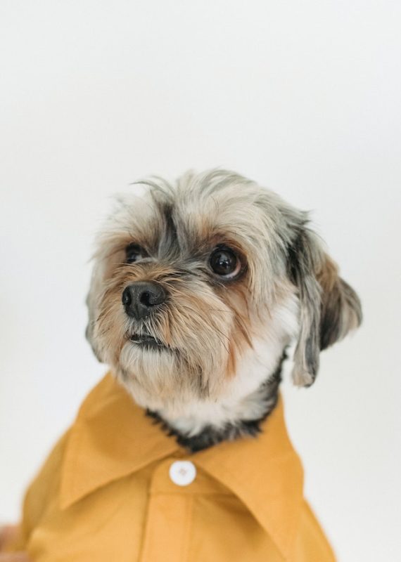 hond